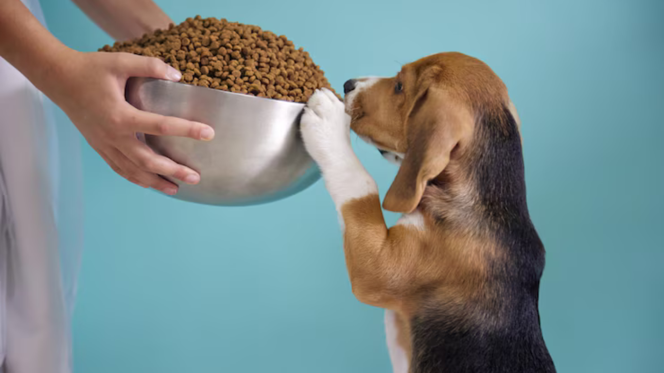 Popular Business Trends in the Dog Food Industry
