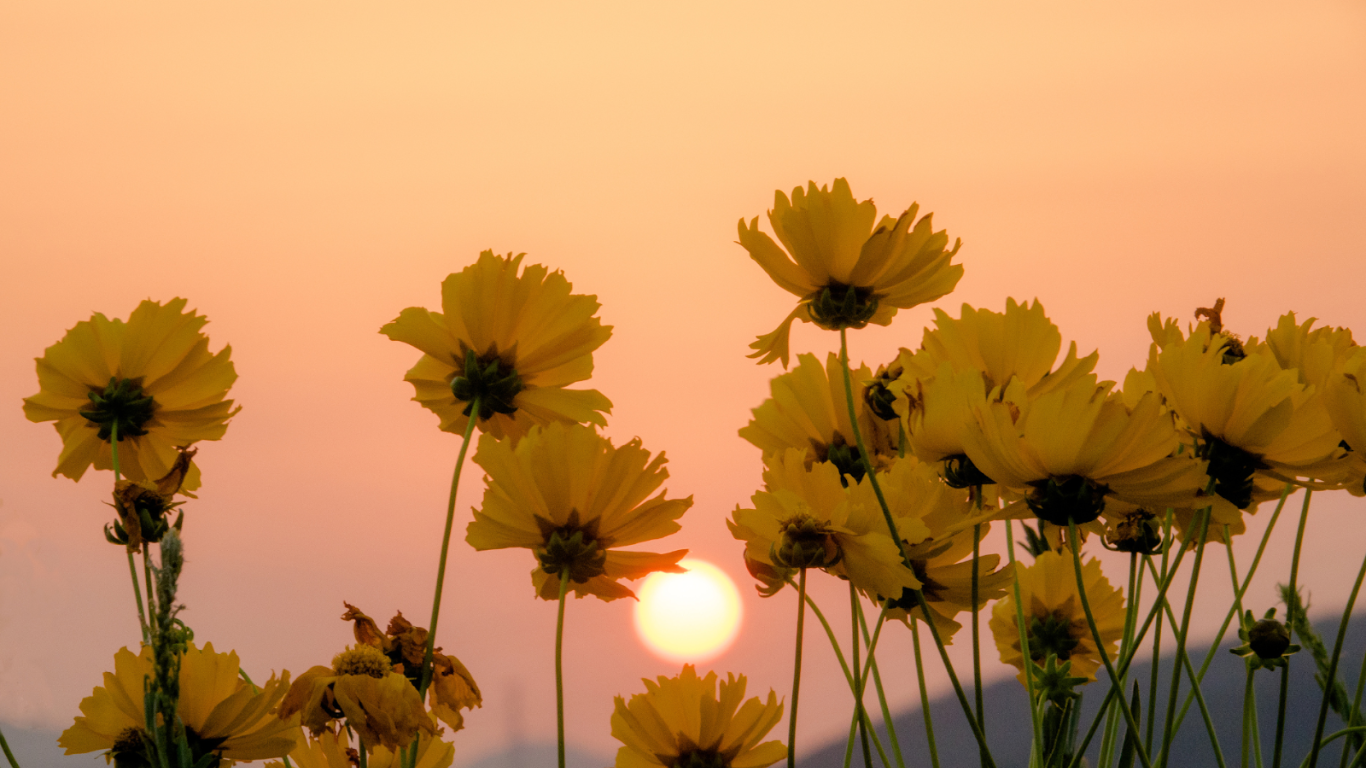 TOP 5 SUMMER FLOWERS THAT BRIGHTEN UP ANY BUSINESS EVENT