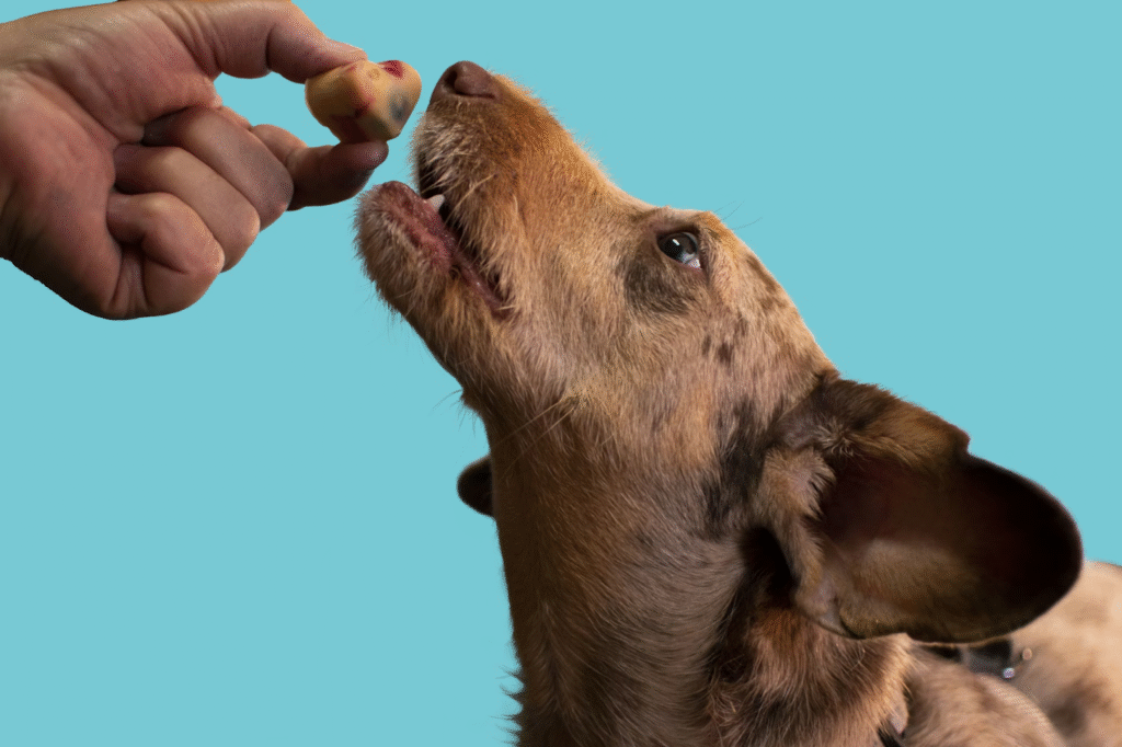 Your Practical Guide to Feeding Dogs in the Real World