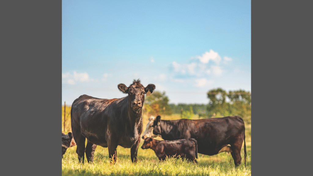 VetosEurope: Harnessing Nature to Transform Livestock Sustainability