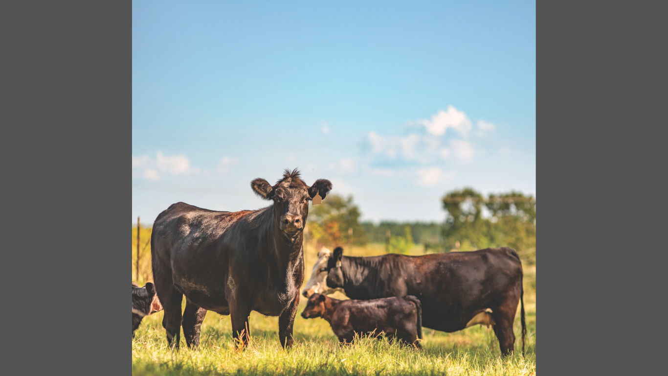 VetosEurope: Harnessing Nature to Transform Livestock Sustainability
