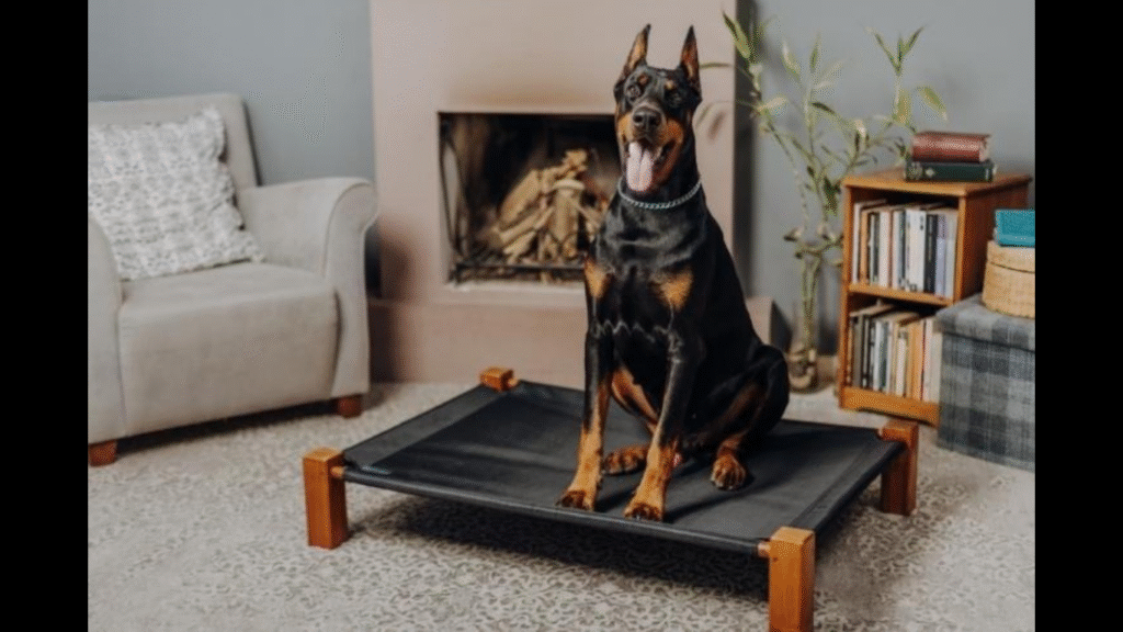 The Link Between Quality Ingredients and Canine Wellness. ((Image by Aysun Kahraman Öktem from Pexels via Canva)