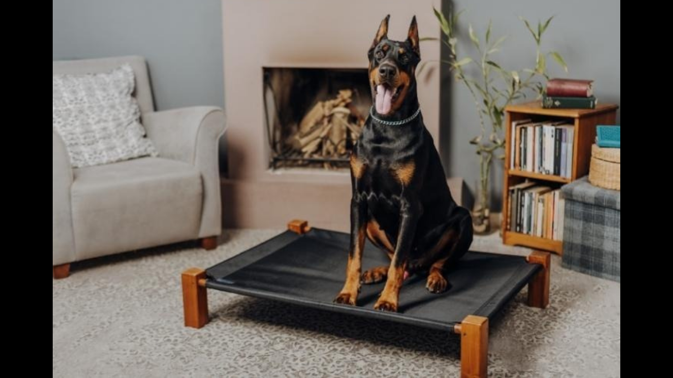 The Link Between Quality Ingredients and Canine Wellness. ((Image by Aysun Kahraman Öktem from Pexels via Canva)