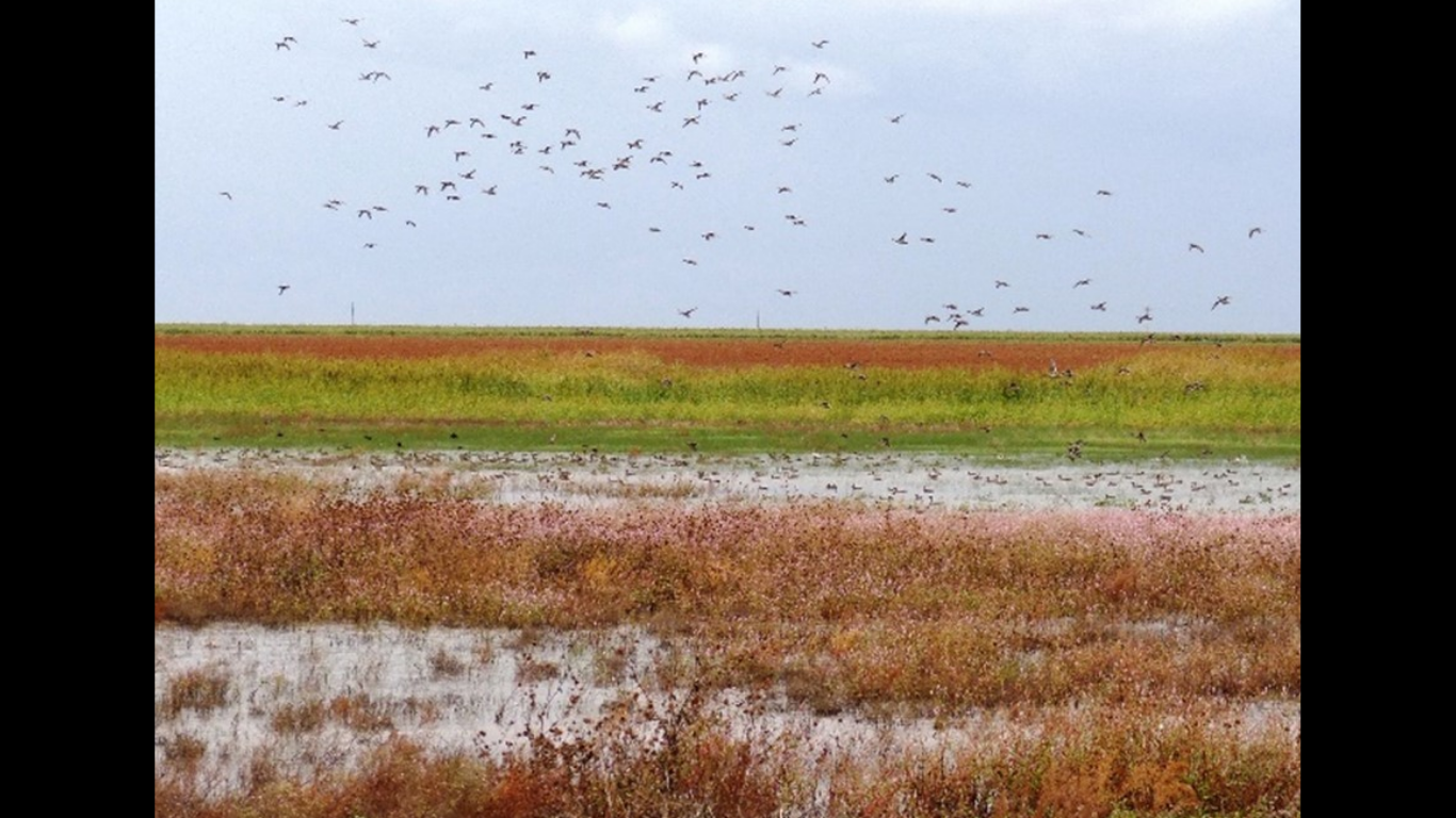 Through Cargill Currents, landowners in Texas received support to protect and restore playas. These shallow wetlands play a vital role in replenishing groundwater and maintaining watershed health. (Image Credit: Business Wire)