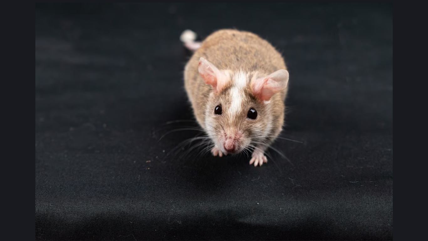 How Technology Drives Modern Pest Control Operations (Image Courtesy: pexels)