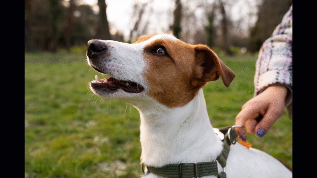 Jersey City Personal Injury Lawyers Specializing in Severe Dog Bite Claims (Image Courtesy: Magnific)