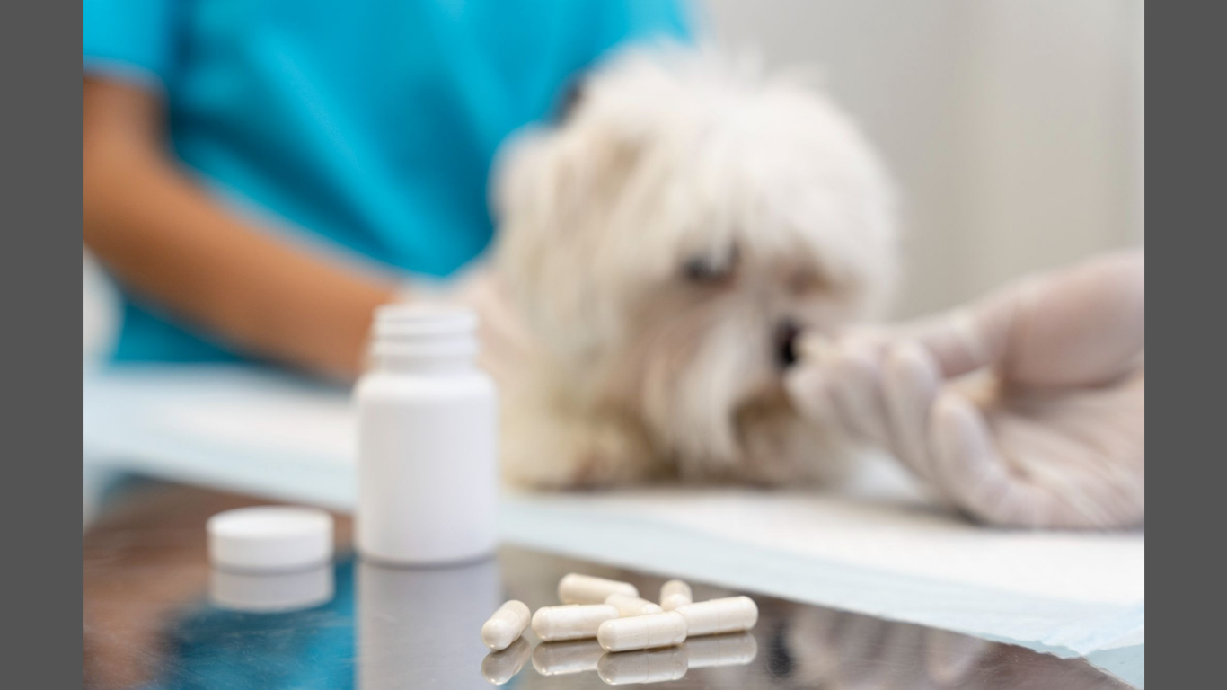 Why EPA Omega-3 Disclosure Is Becoming a Competitive Advantage in Pet Supplements. (Image Credit: Magnific)