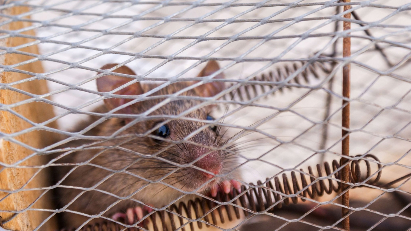 Why Private Equity Firms Buy Pest Control Companies. (IMAGE SOURCE: https://www.pexels.com/photo/close-up-photo-of-a-rat-trapped-inside-the-cage-69221/)